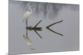 Reflections-Mauro Montuori-Mounted Giclee Print