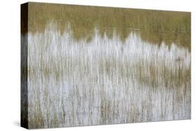Reflective Marshes-Mike Toy-Stretched Canvas