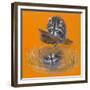 Reflective Racoon - 35A-Peggy Harris-Framed Giclee Print