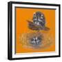 Reflective Racoon - 35A-Peggy Harris-Framed Premium Giclee Print