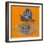 Reflective Racoon - 35A-Peggy Harris-Framed Giclee Print