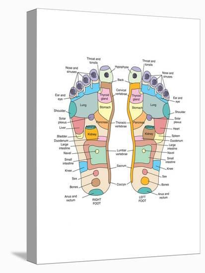 Reflexology Foot Map, Artwork-Peter Gardiner-Stretched Canvas