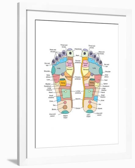 Reflexology Foot Map, Artwork-Peter Gardiner-Framed Photographic Print