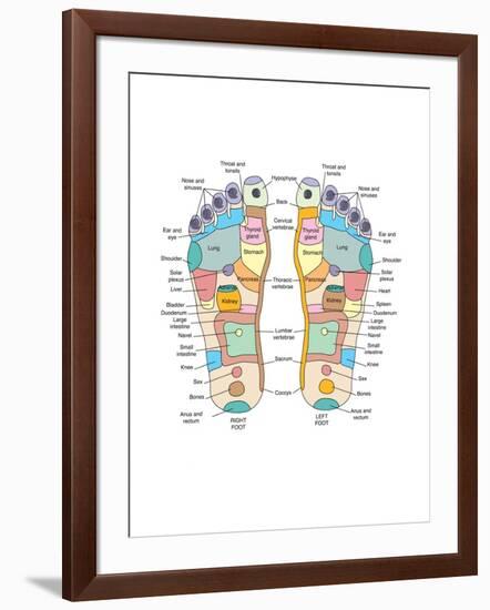 Reflexology Foot Map, Artwork-Peter Gardiner-Framed Photographic Print