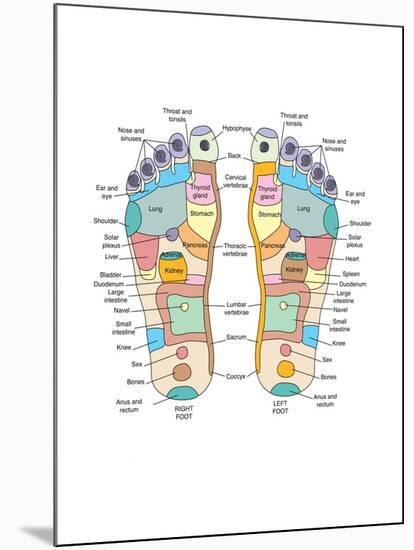 Reflexology Foot Map, Artwork-Peter Gardiner-Mounted Photographic Print