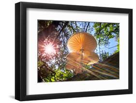 Refracted sun rays shining through foliage on Porcelain fungus-Philippe Clement-Framed Photographic Print