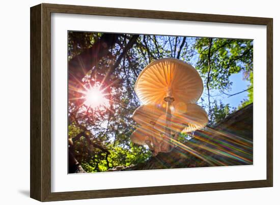 Refracted sun rays shining through foliage on Porcelain fungus-Philippe Clement-Framed Photographic Print