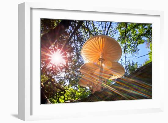 Refracted sun rays shining through foliage on Porcelain fungus-Philippe Clement-Framed Photographic Print