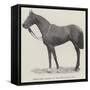 Refractor, Winner of the Royal Hunt Cup-null-Framed Stretched Canvas