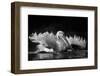 Refreshing-C.S. Tjandra-Framed Photographic Print