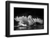 Refreshing-C.S. Tjandra-Framed Photographic Print