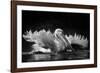 Refreshing-C.S. Tjandra-Framed Photographic Print