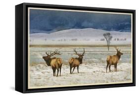 Refuge Elk-Chris Vest-Framed Stretched Canvas