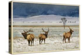 Refuge Elk-Chris Vest-Stretched Canvas