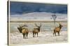 Refuge Elk-Chris Vest-Stretched Canvas