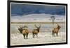 Refuge Elk-Chris Vest-Framed Art Print