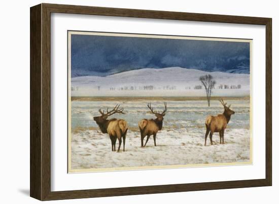 Refuge Elk-Chris Vest-Framed Art Print