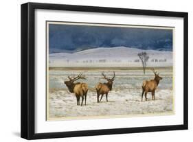 Refuge Elk-Chris Vest-Framed Art Print