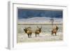 Refuge Elk-Chris Vest-Framed Art Print