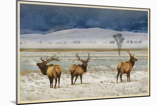 Refuge Elk-Chris Vest-Mounted Art Print