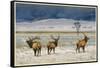 Refuge Elk-Chris Vest-Framed Stretched Canvas