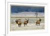 Refuge Elk-Chris Vest-Framed Premium Giclee Print