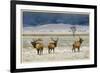 Refuge Elk-Chris Vest-Framed Premium Giclee Print