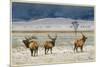 Refuge Elk-Chris Vest-Mounted Premium Giclee Print