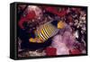 Regal Angel Fish-null-Framed Stretched Canvas