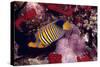 Regal Angel Fish-null-Stretched Canvas