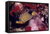 Regal Angel Fish-null-Framed Stretched Canvas