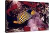 Regal Angel Fish-null-Stretched Canvas