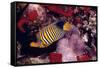 Regal Angel Fish-null-Framed Stretched Canvas