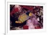 Regal Angel Fish-null-Framed Photographic Print