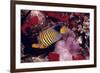 Regal Angel Fish-null-Framed Photographic Print