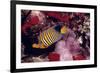 Regal Angel Fish-null-Framed Photographic Print