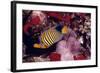 Regal Angel Fish-null-Framed Photographic Print