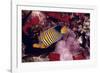 Regal Angel Fish-null-Framed Photographic Print