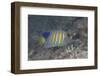 Regal Angelfish Swimming in Waters Off of Fiji-Stocktrek Images-Framed Photographic Print