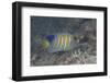 Regal Angelfish Swimming in Waters Off of Fiji-Stocktrek Images-Framed Photographic Print