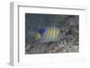 Regal Angelfish Swimming in Waters Off of Fiji-Stocktrek Images-Framed Photographic Print