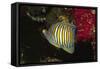 Regal Angelfish-Hal Beral-Framed Stretched Canvas