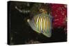 Regal Angelfish-Hal Beral-Stretched Canvas