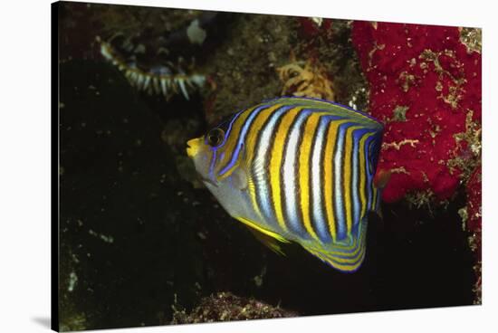 Regal Angelfish-Hal Beral-Stretched Canvas