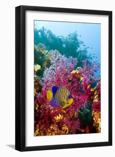 Regal Angelfish-Georgette Douwma-Framed Photographic Print