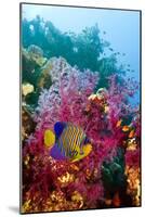 Regal Angelfish-Georgette Douwma-Mounted Photographic Print