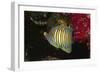 Regal Angelfish-Hal Beral-Framed Photographic Print