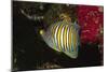 Regal Angelfish-Hal Beral-Mounted Photographic Print