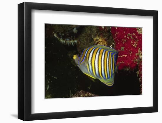 Regal Angelfish-Hal Beral-Framed Photographic Print