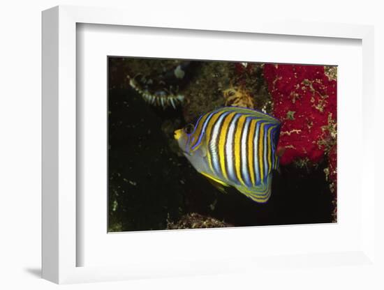 Regal Angelfish-Hal Beral-Framed Photographic Print